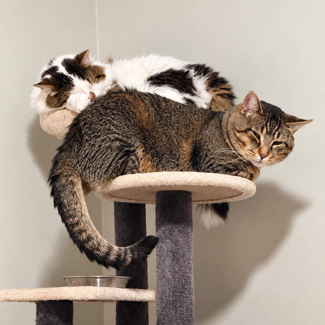Enlarge Simon, a Adopted Domestic Short Hair in Mississauga, ON image 3/6