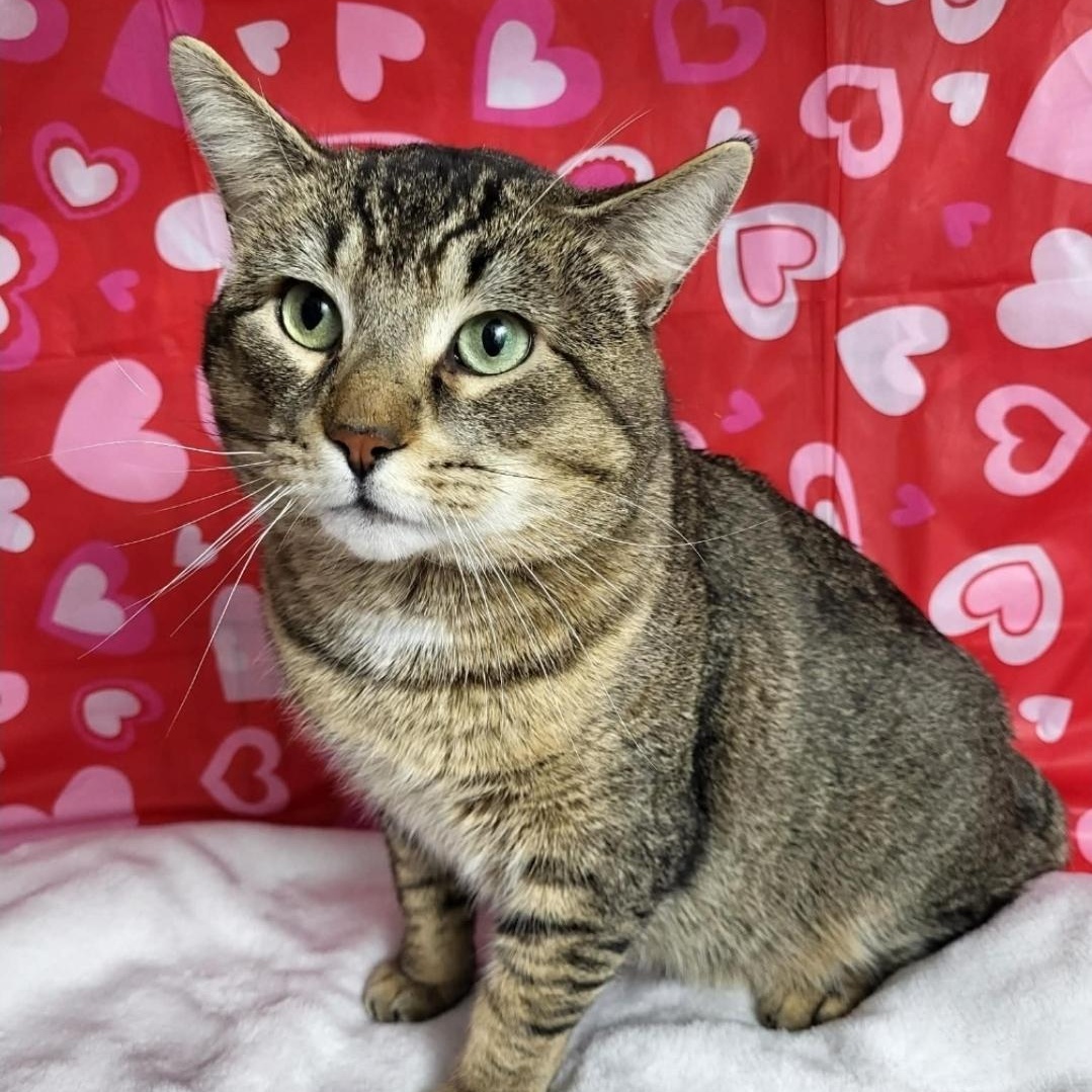 Enlarge Simon, a ADOPTABLE Domestic Short Hair in Mississauga, ON image 2/3