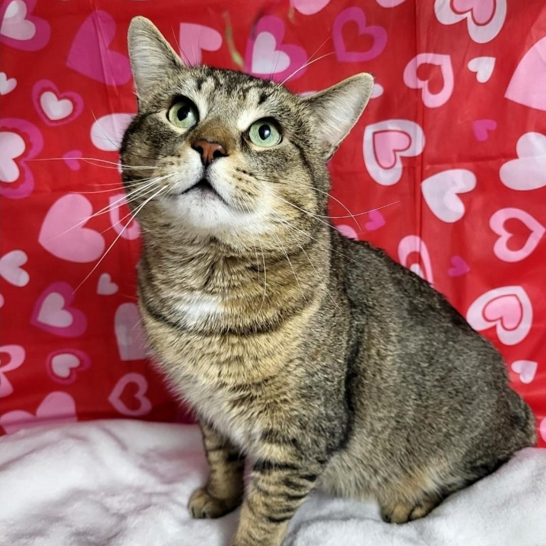 Simon, ADOPTABLE, Adult Male Domestic Short Hair.