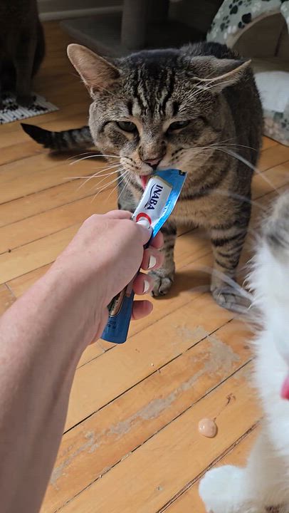 Enlarge Simon, a ADOPTABLE Domestic Short Hair in Mississauga, ON video 5/5