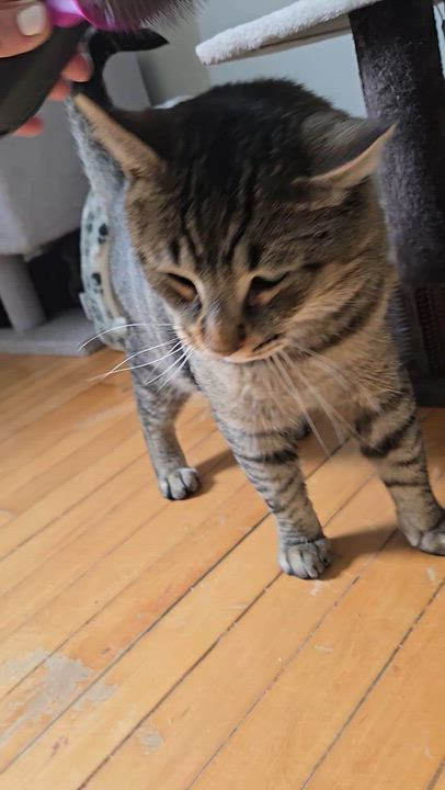 Enlarge Simon, a ADOPTABLE Domestic Short Hair in Mississauga, ON video 4/5