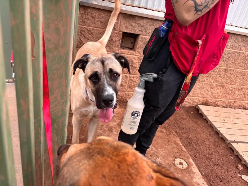 Enlarge Great Bambino, a Adoptable Mixed Breed in Hobbs, NM image 1/5