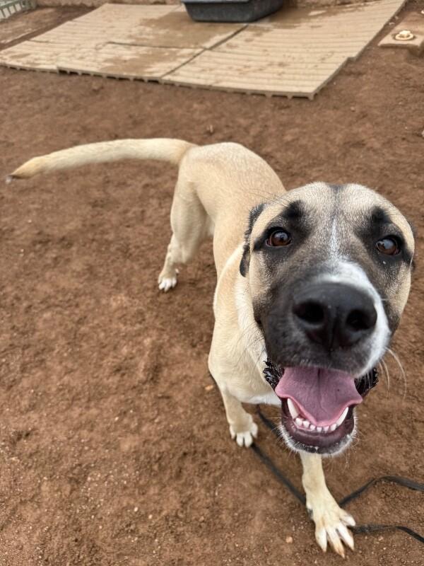 Enlarge Great Bambino, a Adoptable Mixed Breed in Hobbs, NM image 2/5
