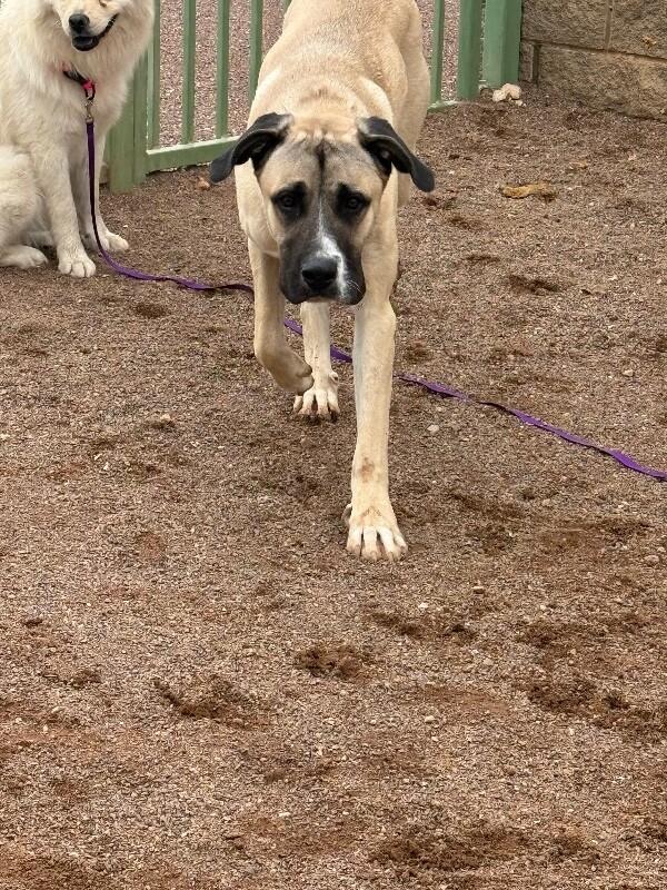 Enlarge Great Bambino, a Adoptable Mixed Breed in Hobbs, NM image 3/5