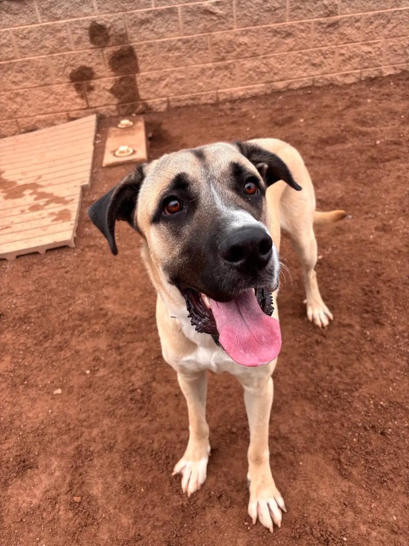 Enlarge Great Bambino, a Adoptable Mixed Breed in Hobbs, NM image 4/5