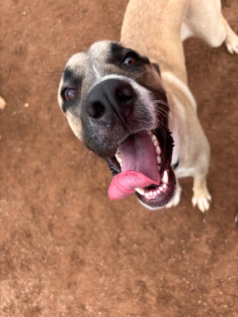 Enlarge Great Bambino, a Adoptable Mixed Breed in Hobbs, NM image 5/5