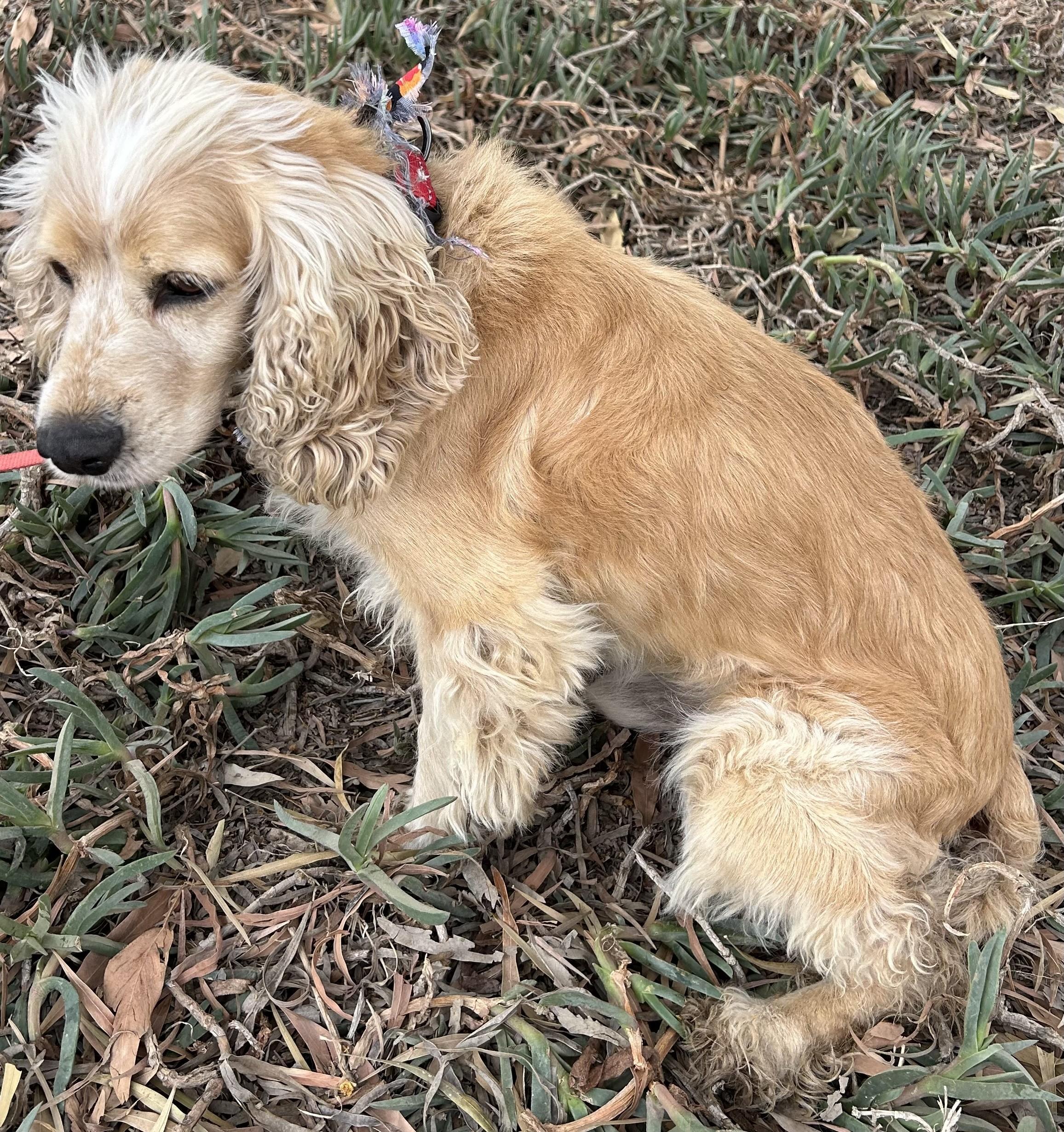 Enlarge ROCKO, an adopted Cocker Spaniel in Bell Gardens, CA image 3/6