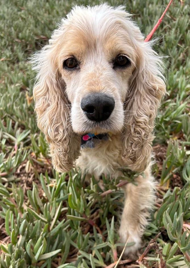 Enlarge ROCKO, an adopted Cocker Spaniel in Bell Gardens, CA image 6/6