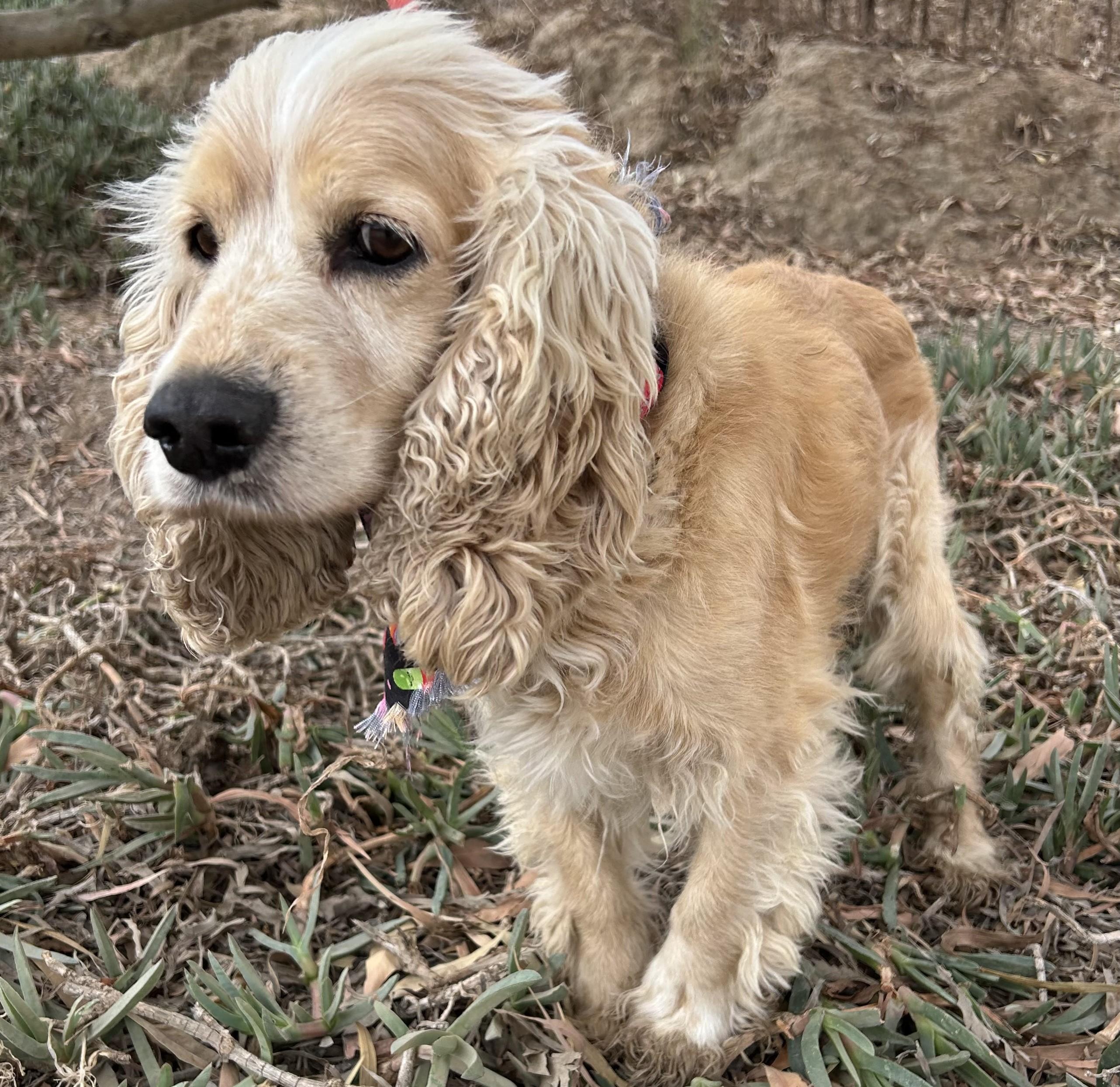 Enlarge ROCKO, an adopted Cocker Spaniel in Bell Gardens, CA image 1/6