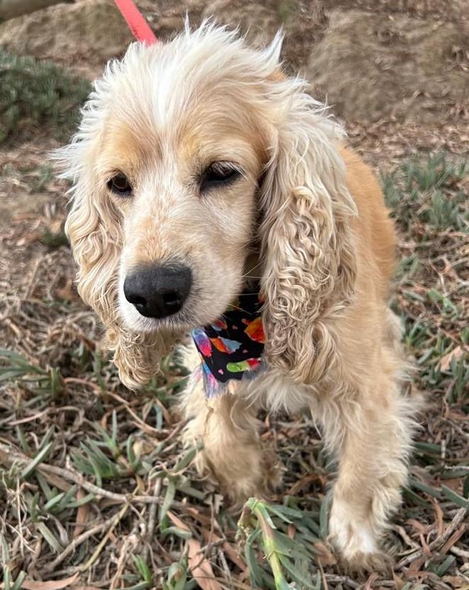 Enlarge ROCKO, an adopted Cocker Spaniel in Bell Gardens, CA image 5/6