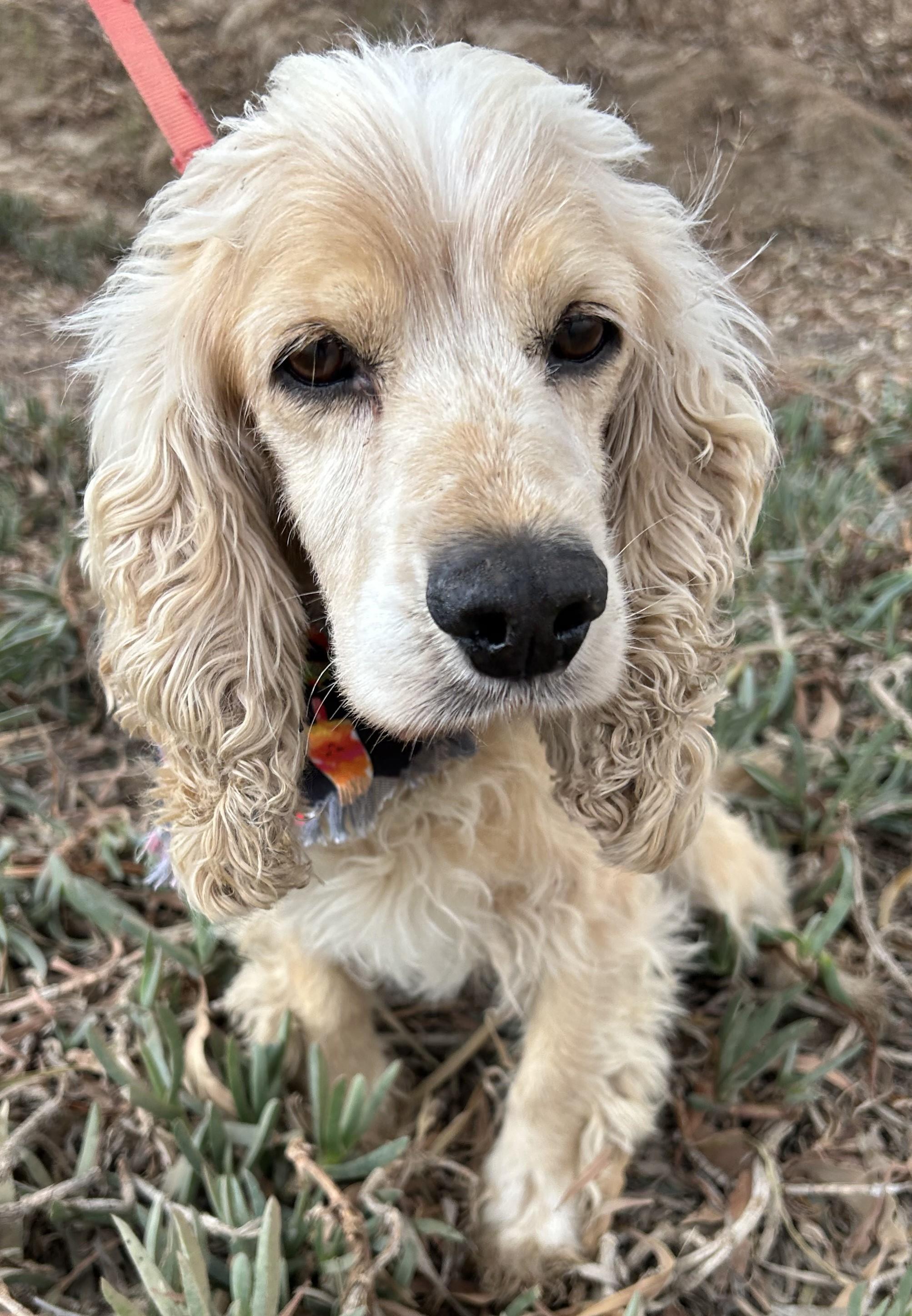 Enlarge ROCKO, an adopted Cocker Spaniel in Bell Gardens, CA image 2/6