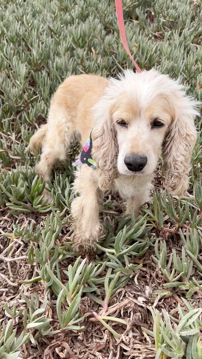Enlarge ROCKO, an adopted Cocker Spaniel in Bell Gardens, CA video 4/6