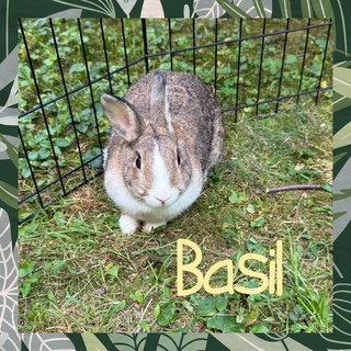 Basil, Adoptable, Young Female American.