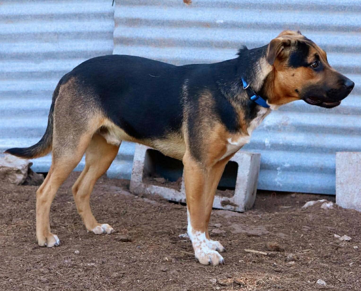 Enlarge Kaizer, a Adoptable mixed breed in East Hartford, CT image 5/5