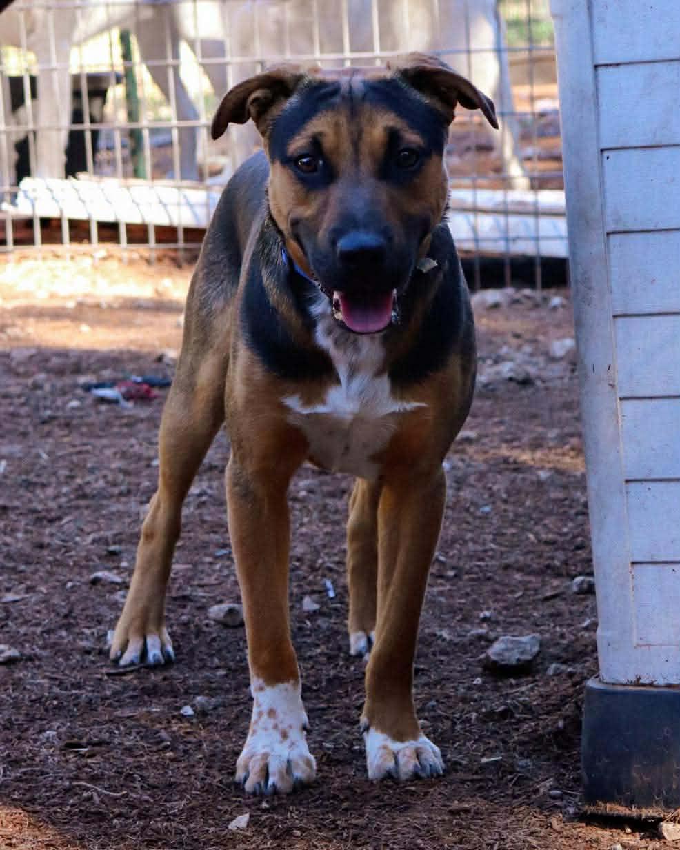 Enlarge Kaizer, a Adoptable mixed breed in East Hartford, CT image 2/5