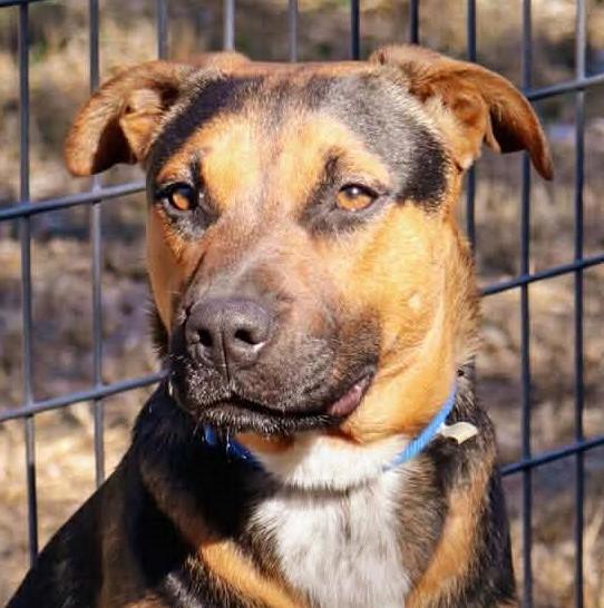 Enlarge Kaizer, a Adoptable mixed breed in East Hartford, CT image 1/5