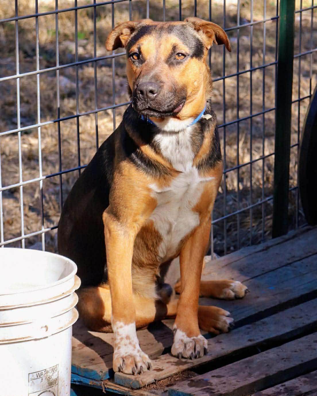Enlarge Kaizer, a Adoptable mixed breed in East Hartford, CT image 4/5