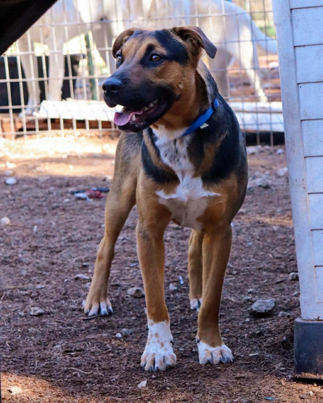 Enlarge Kaizer, a Adoptable mixed breed in East Hartford, CT image 3/5