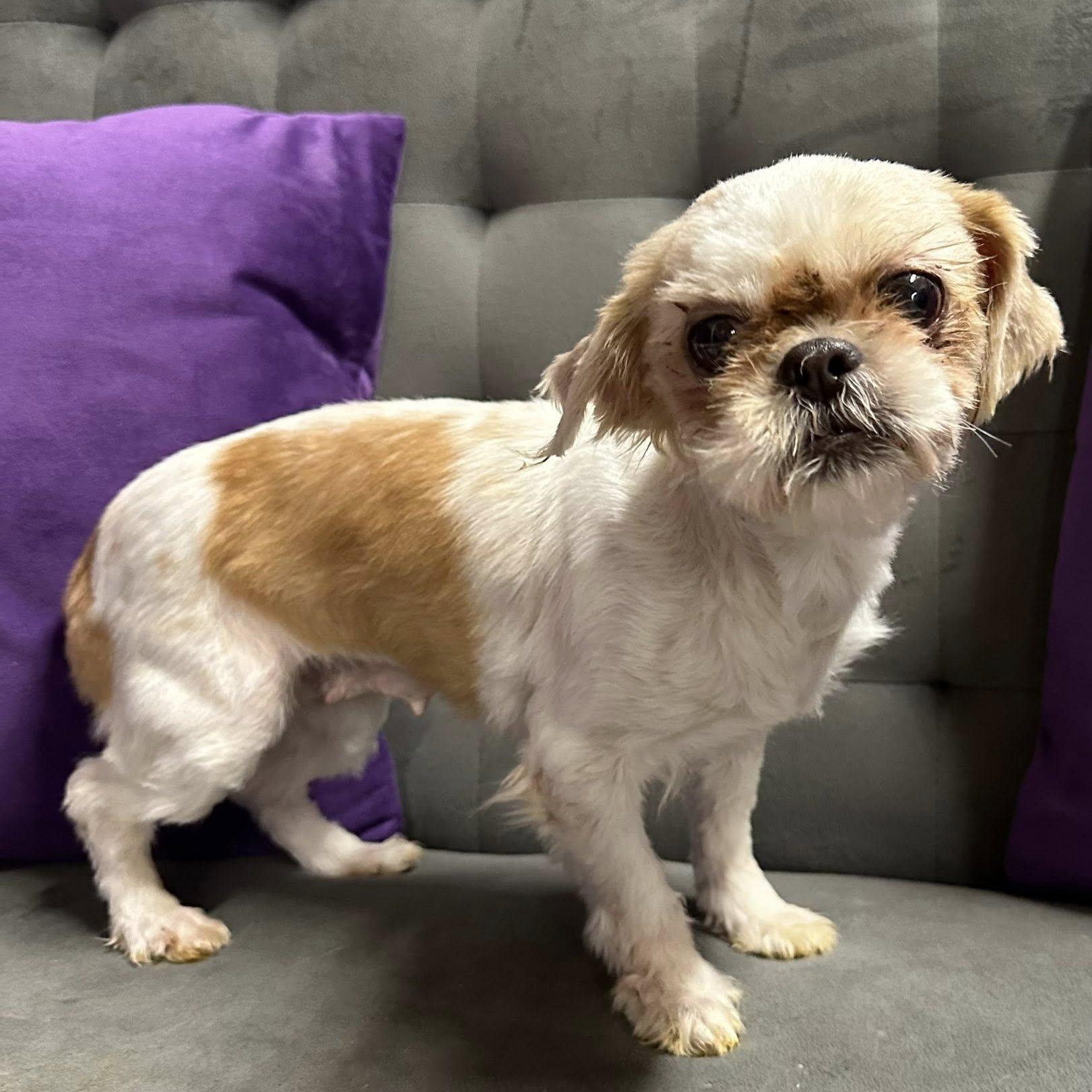 Bloom-Foster Home Needed