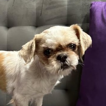 Bloom-Foster Home Needed