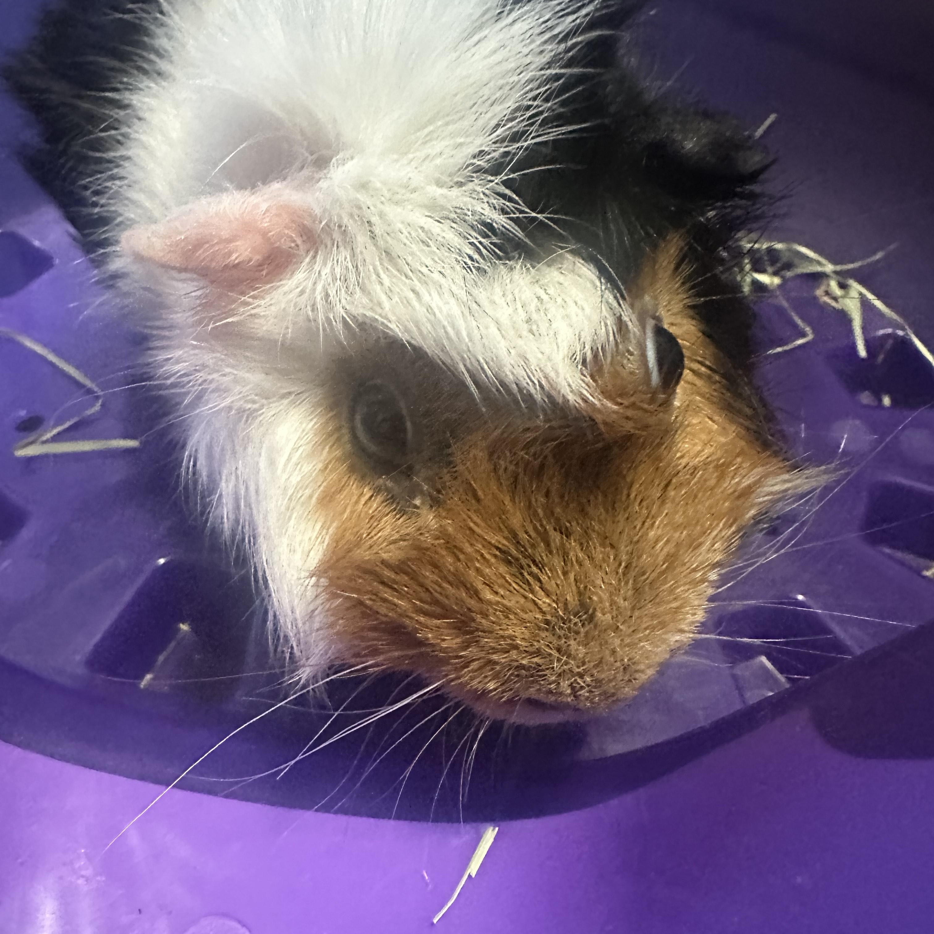 Pipsqueak, a ADOPTABLE Guinea Pig in Austin, TX image 1/5