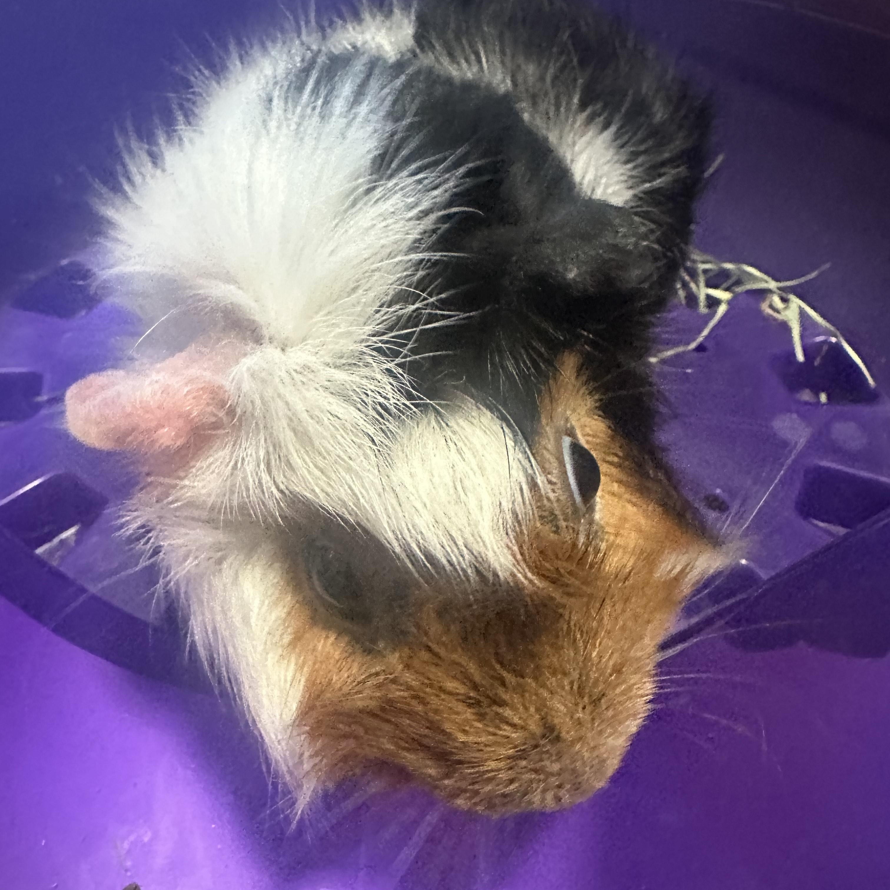 Pipsqueak, a ADOPTABLE Guinea Pig in Austin, TX image 4/5