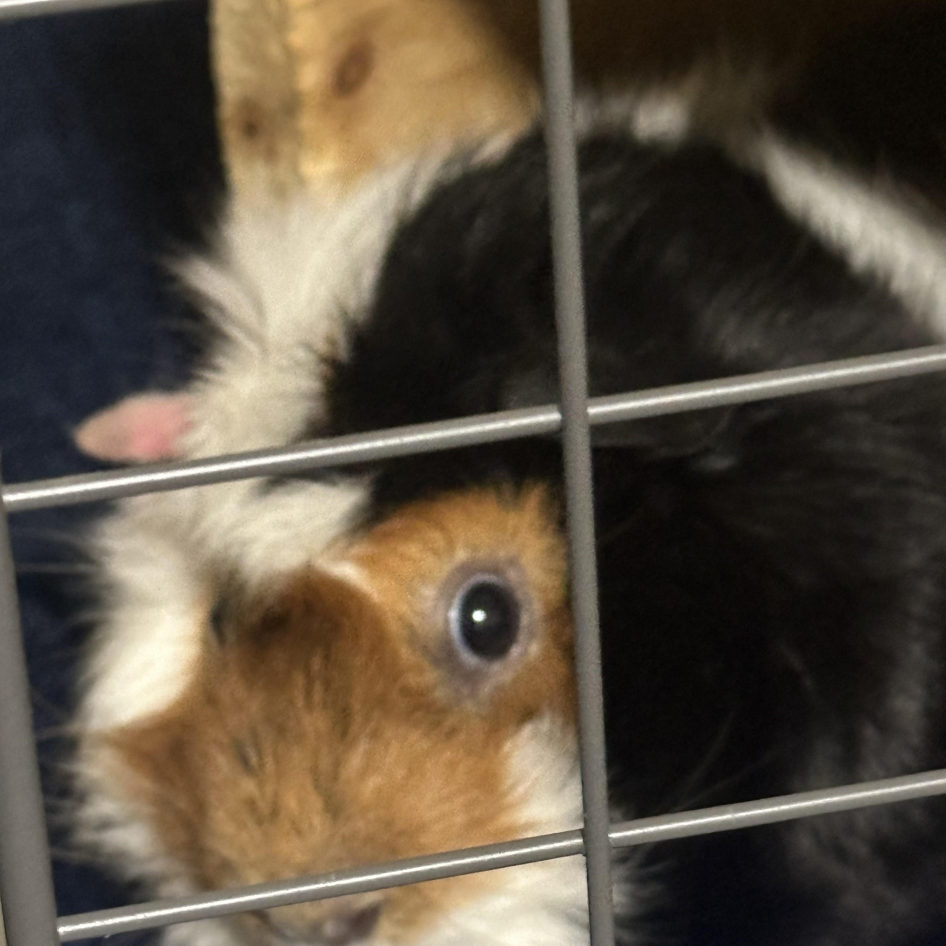 Pipsqueak, a ADOPTABLE Guinea Pig in Austin, TX image 5/5