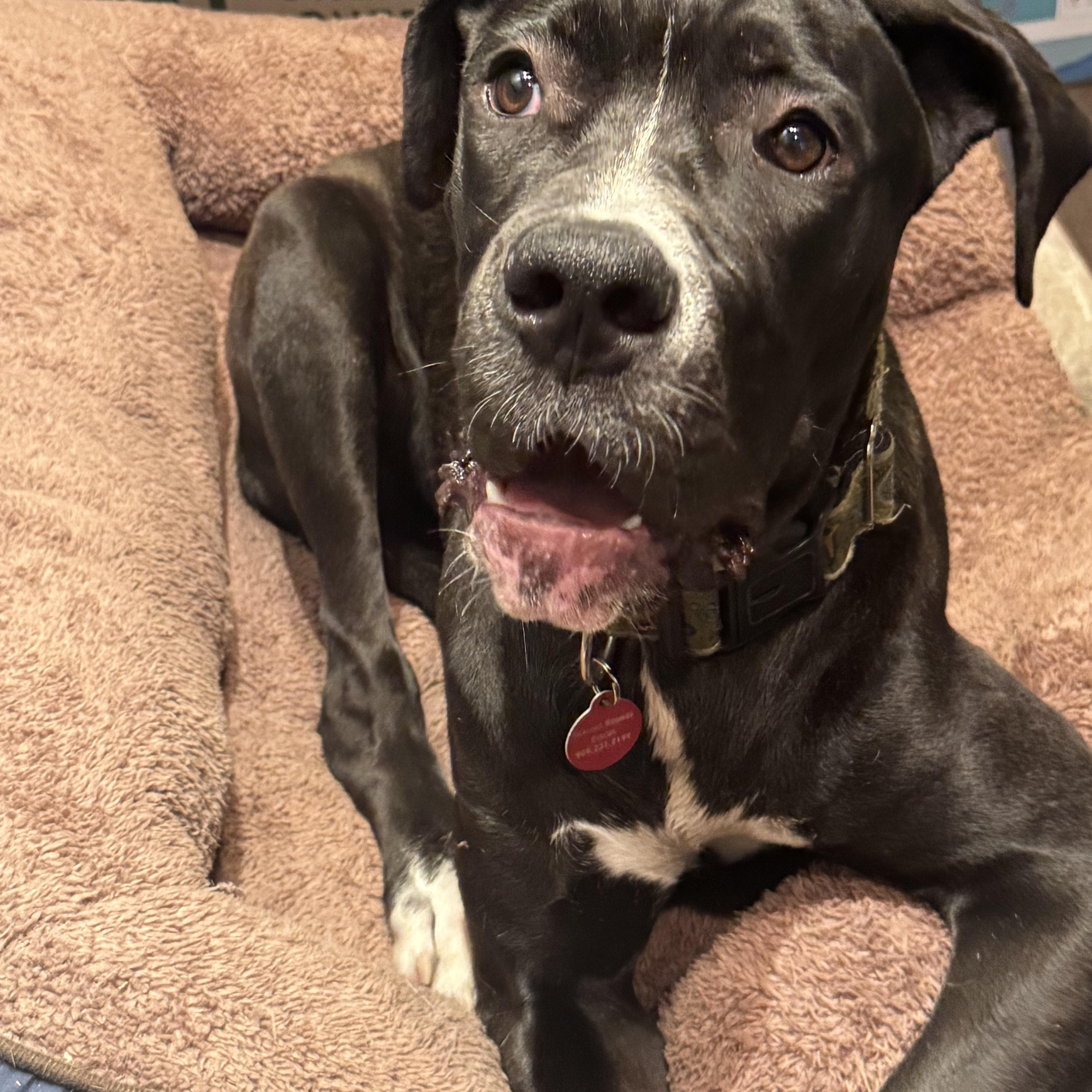 Enlarge Duchess, a Adoptable mixed breed in Claremont, CA image 4/4