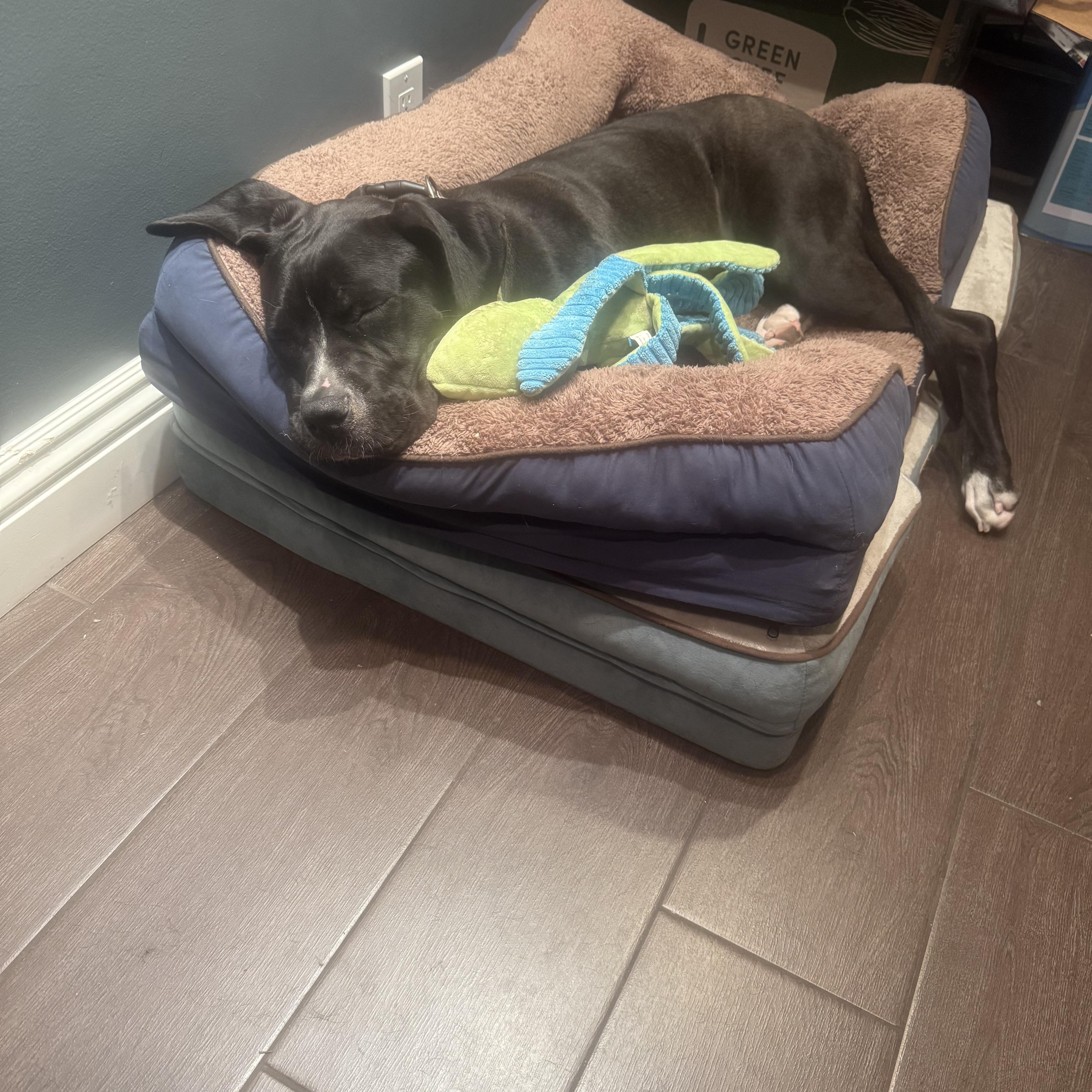 Enlarge Duchess, a Adoptable mixed breed in Claremont, CA image 3/4