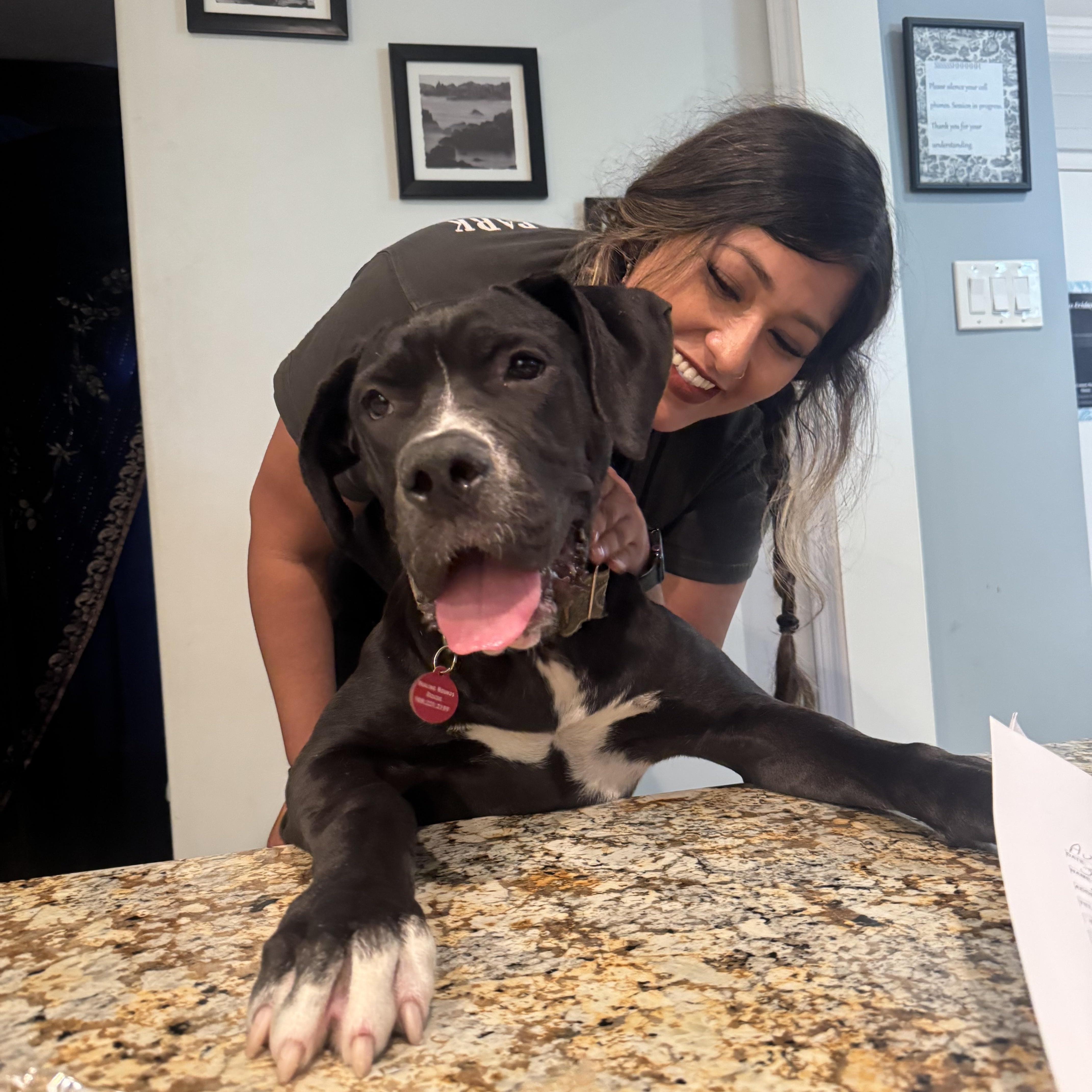 Duchess, Adoptable, Young Female Neapolitan Mastiff & Great Dane.