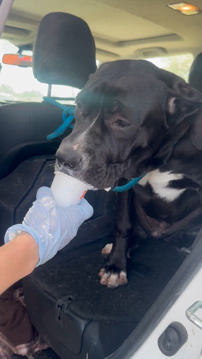 Enlarge Duchess, a Adoptable mixed breed in Claremont, CA video 2/4