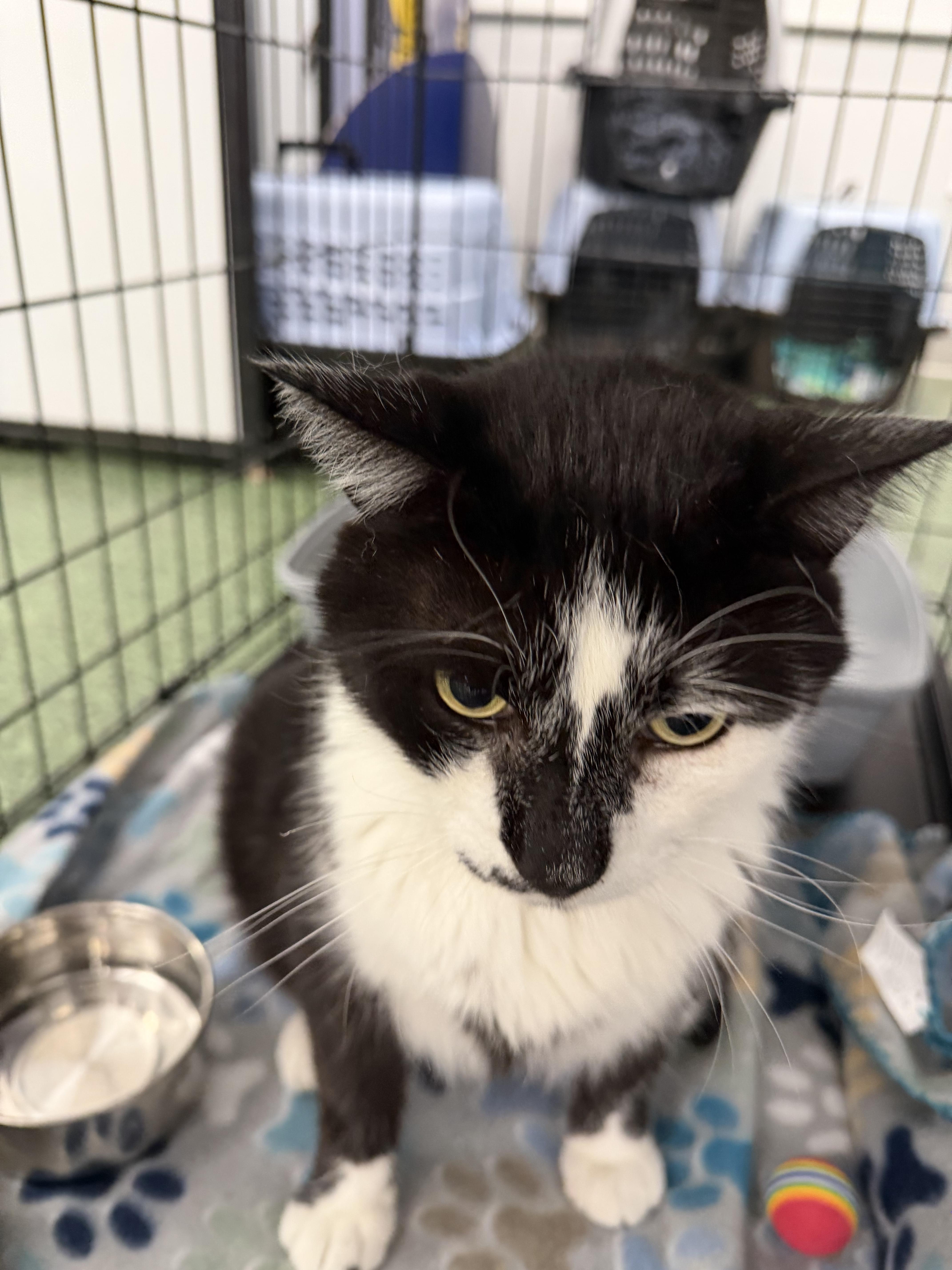 Kevin , a ADOPTABLE Domestic Short Hair in Charlotte, NC image 3/4