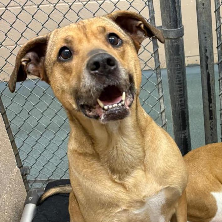 Juliette, Adoptable, Adult Female Hound & Mixed Breed.