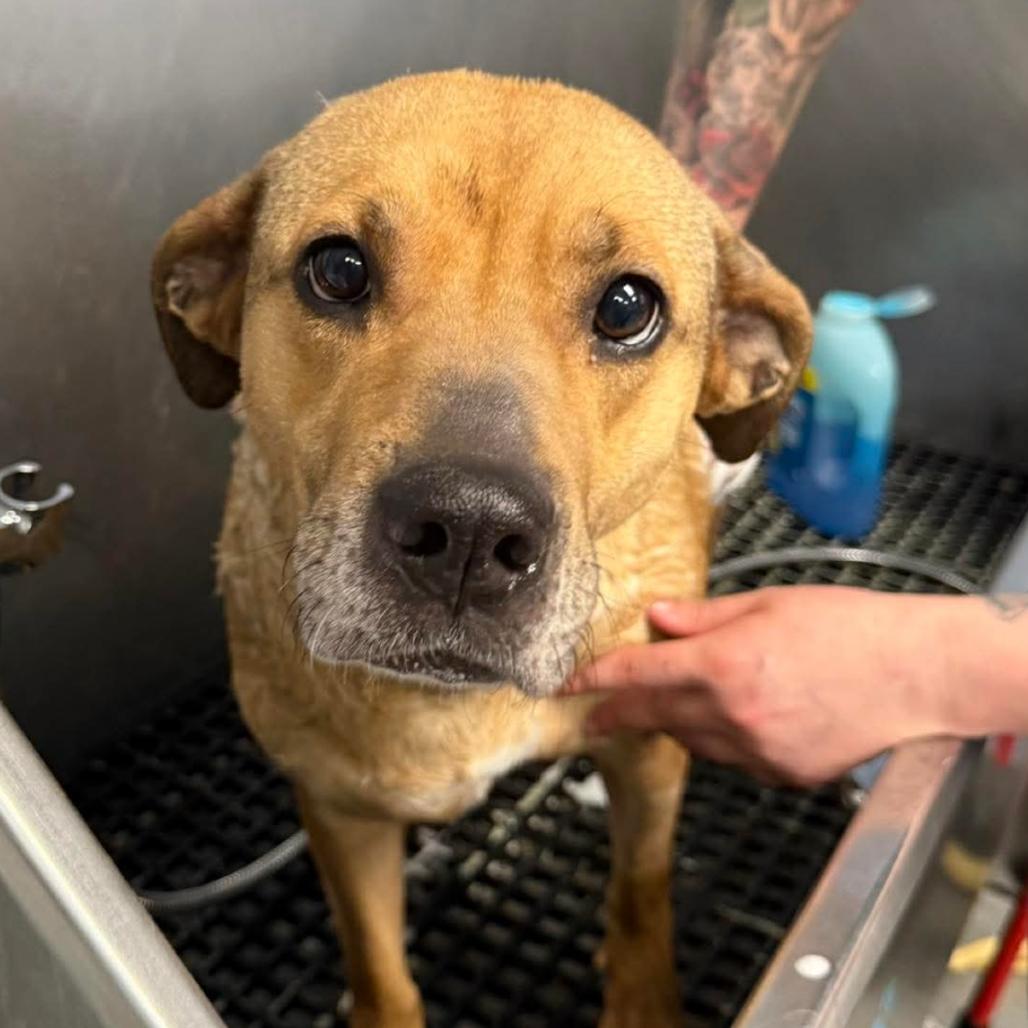 Enlarge Juliette, a Adoptable mixed breed in Martinsville, VA image 2/2