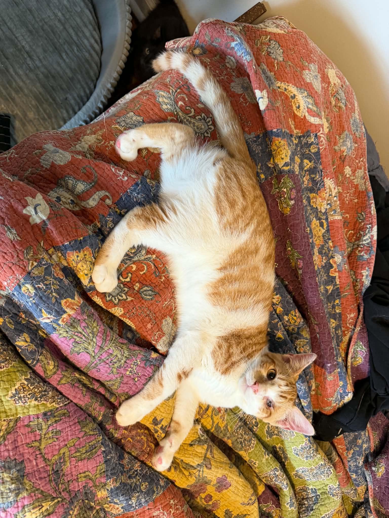 Enlarge Niko, a Adoptable Domestic Short Hair in Lynbrook, NY image 3/4