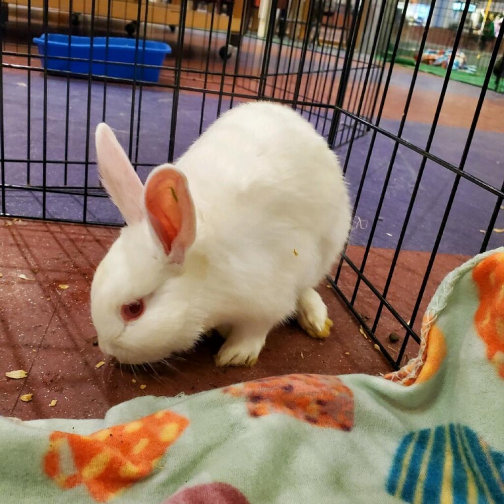 Enlarge Zhuria, a Adoptable Bunny Rabbit in Gansevoort, NY image 1/1