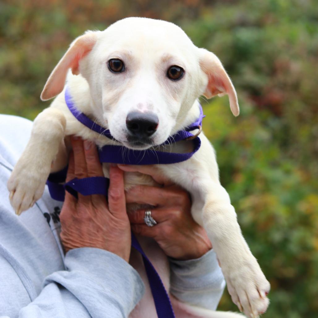Enlarge CT Dahlia (Foster in Glastonbury, CT), a Adoptable mixed breed in Eastford, CT image 1/4