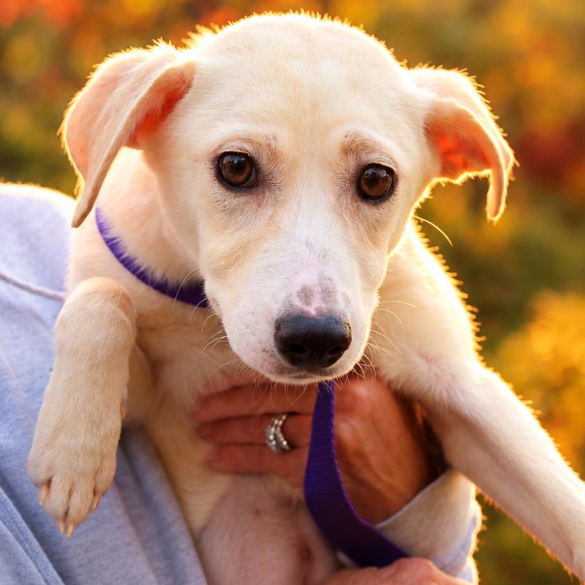 Enlarge CT Dahlia (Foster in Glastonbury, CT), a Adoptable mixed breed in Eastford, CT image 2/4