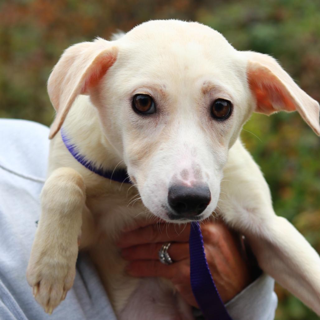 Enlarge CT Dahlia (Foster in Glastonbury, CT), a Adoptable mixed breed in Eastford, CT image 3/4