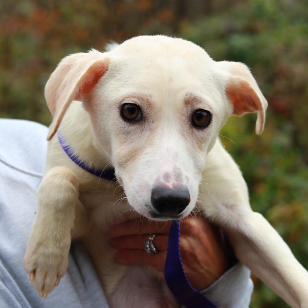 Enlarge CT Dahlia (Foster in Glastonbury, CT), a Adoptable mixed breed in Eastford, CT image 4/4