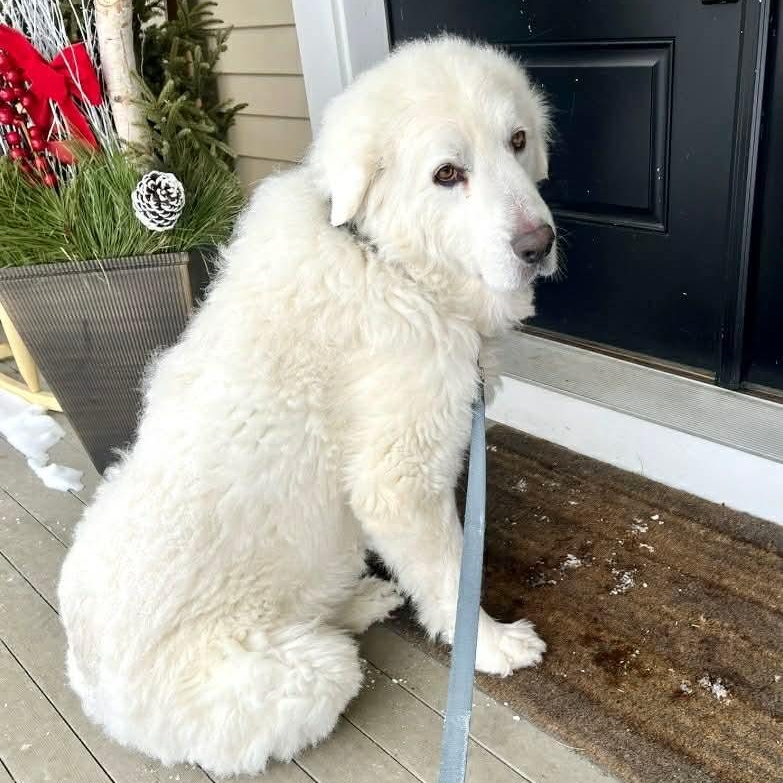 Odin — thumbnail 3