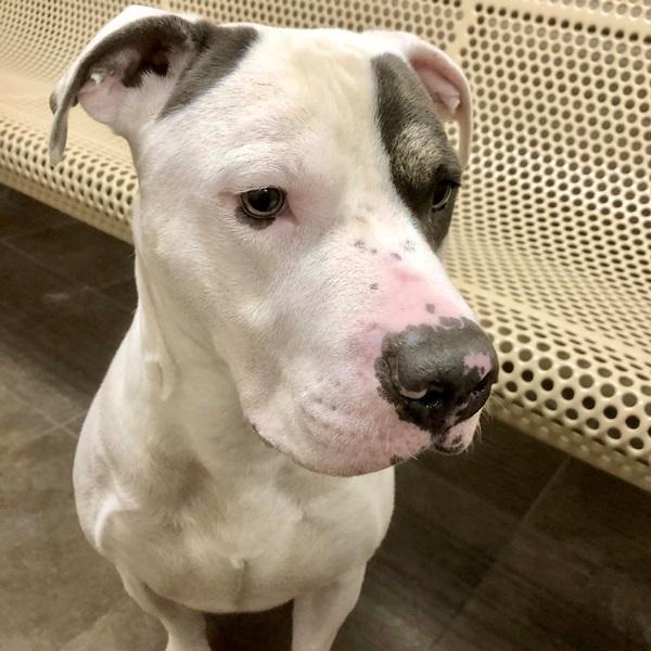 Soulja, a Adoptable mixed breed in Des Moines, IA image 1/3