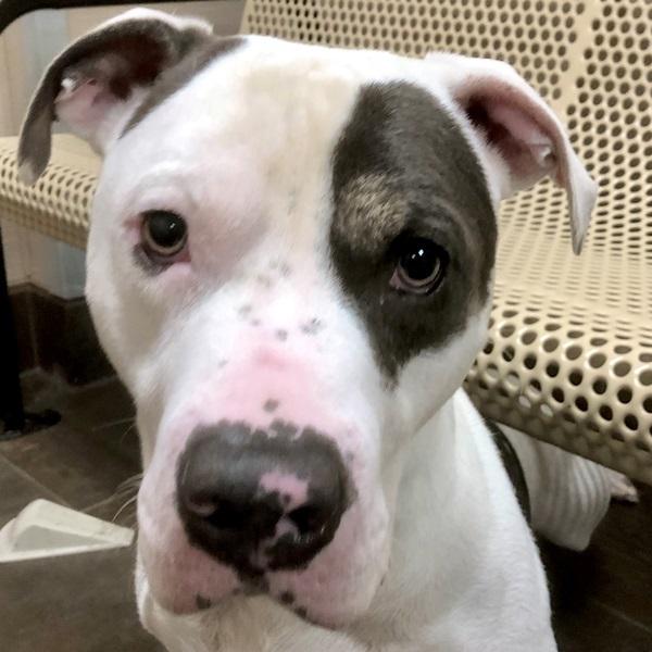 Soulja, a Adoptable mixed breed in Des Moines, IA image 2/3