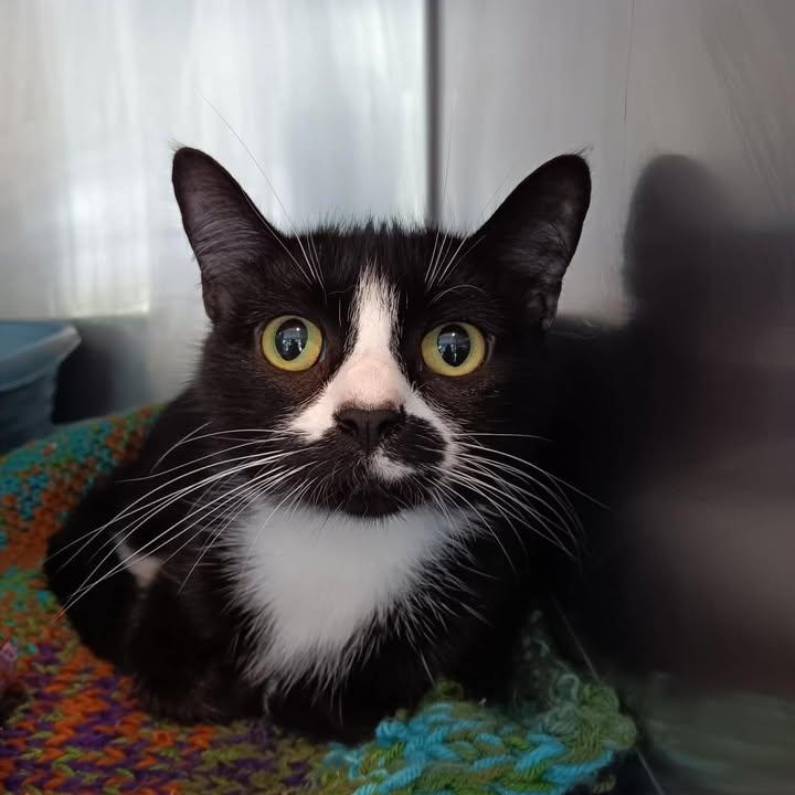 Enlarge Katara, a ADOPTABLE Domestic Short Hair in Winthrop, ME image 1/1