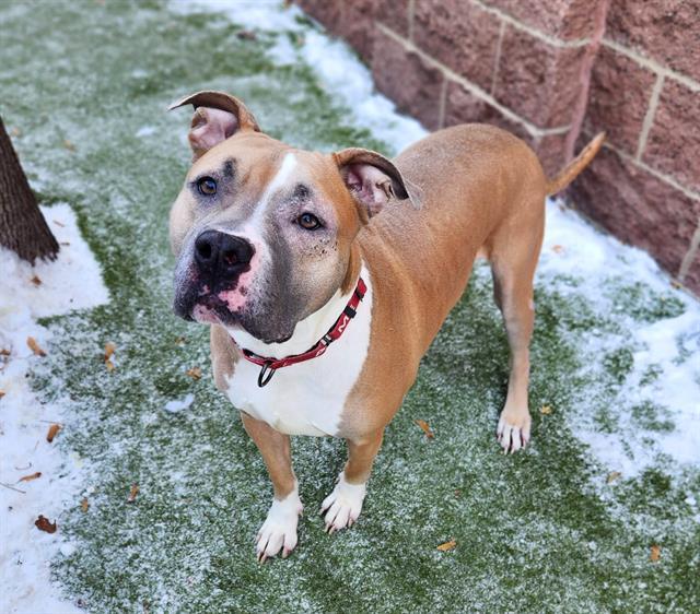 Enlarge PRANCER, a Adoptable mixed breed in Minneapolis, MN image 1/1