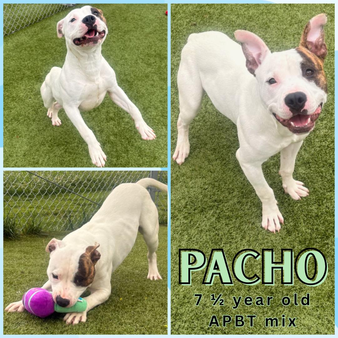 Enlarge Pacho, a Adoptable mixed breed in Franklin, IN image 1/1