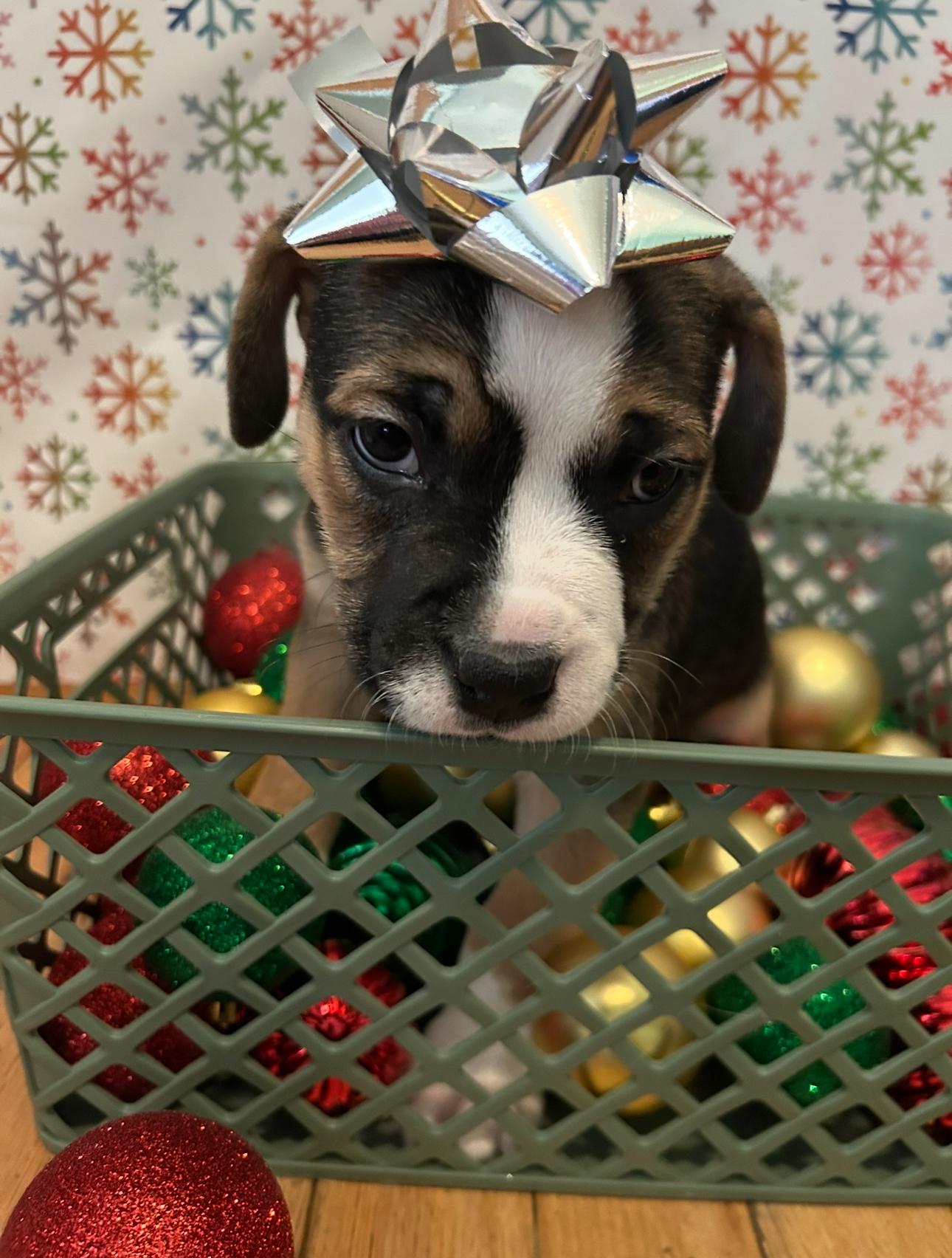 Jack, Adoptable, Puppy Male American Staffordshire Terrier.