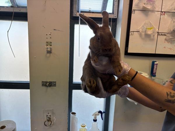 Massachussetts, Adoptable, Baby Male Bunny Rabbit.