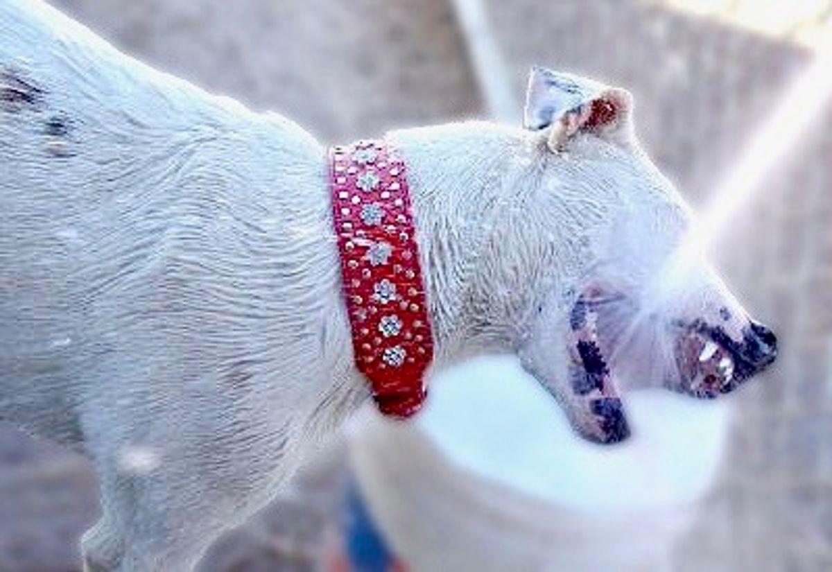 Lucky, Adoptable, Adult Male American Staffordshire Terrier.