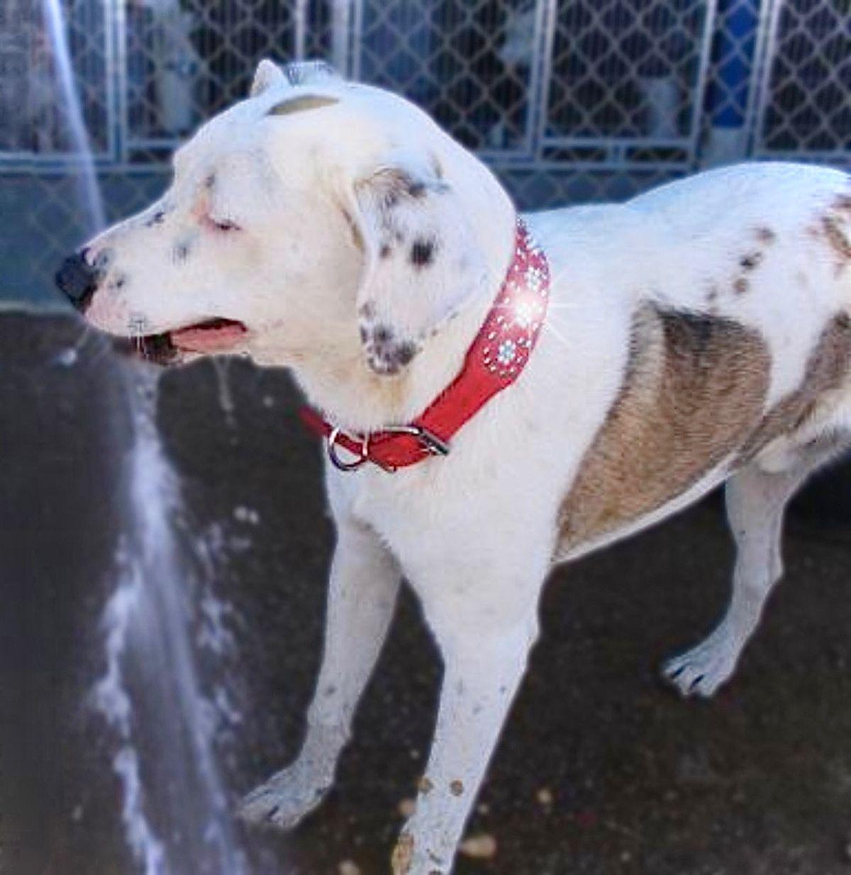 Enlarge Lucky, a Adoptable American Staffordshire Terrier in Kingman, AZ image 2/3